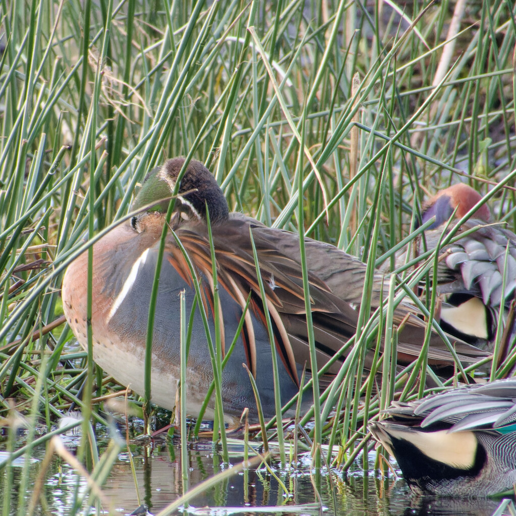 Photo of Baikal Teal